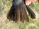 Thumbnail - MG-TDA.0036938-Passerina_caerulea_AOU_7_56-6117.jpeg
