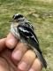 Thumbnail - MG-TDA.058367-Mniotilta_varia_AOU_7_56-6116.jpeg
