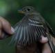 Thumbnail - MG-TDA.075504-Empidonax_alnorum_AOU_7_56-6146.jpg