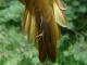 Thumbnail - MG2-0861-17090-Icterus_galbula_AOU_7_52-3758.jpg