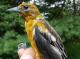 Thumbnail - MG2-0861-17090-Icterus_galbula_AOU_7_52-3759.jpg