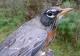 Thumbnail - MG2-1212-21912-Turdus_migratorius_AOU_7_52-3041.jpg