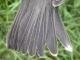 Thumbnail - MG2-1212-58612-Turdus_migratorius_AOU_7_52-3061.jpg