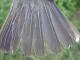 Thumbnail - MG2-1212-58619-Turdus_migratorius_AOU_7_52-3043.jpg