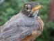 Thumbnail - MG2-1212-58619-Turdus_migratorius_AOU_7_52-3044.jpg