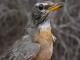 Thumbnail - MG2-1222-70264-Turdus_migratorius_AOU_7_52-3077.jpg