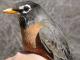 Thumbnail - MG2-1222-70271-Turdus_migratorius_AOU_7_52-3068.jpg