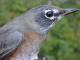 Thumbnail - MG2-1232-05964-Turdus_migratorius_AOU_7_52-3053.jpg