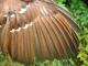 Thumbnail - MG2-1232-26380-Toxostoma_rufum_AOU_7_52-3084.jpg