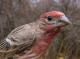 Thumbnail - MG2-1271-87033-Carpodacus_mexicanus_AOU_7_52-3243.jpg