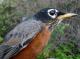 Thumbnail - MG2-1292-00604-Turdus_migratorius_AOU_7_52-3047.jpg