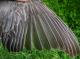 Thumbnail - MG2-1342-01067-Turdus_migratorius_AOU_7_52-3081.jpg