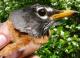 Thumbnail - MG2-1342-01067-Turdus_migratorius_AOU_7_52-3083.jpg