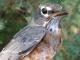 Thumbnail - MG2-1342-01200-Turdus_migratorius_AOU_7_52-3050.jpg