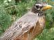 Thumbnail - MG2-1342-36058-Turdus_migratorius_AOU_7_52-3080.jpg