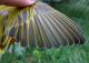 Thumbnail - MG2-1600-16686-Setophaga_petechia_AOU_7_52-2865.jpg