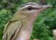 Thumbnail - MG2-1851-64446-Vireo_olivaceus_AOU_7_52-3717.jpg