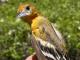 Thumbnail - MG2-1891-89745-Icterus_galbula_AOU_7_52-3771.jpg