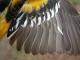 Thumbnail - MG2-1891-89755-Icterus_galbula_AOU_7_52-3760.jpg