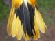 Thumbnail - MG2-1891-89755-Icterus_galbula_AOU_7_52-3761.jpg