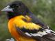 Thumbnail - MG2-1891-89755-Icterus_galbula_AOU_7_52-3762.jpg