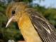 Thumbnail - MG2-1891-89776-Icterus_galbula_AOU_7_52-3744.jpg