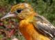 Thumbnail - MG2-1891-89794-Icterus_galbula_AOU_7_52-3738.jpg