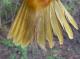 Thumbnail - MG2-1891-91351-Icterus_galbula_AOU_7_52-3764.jpg