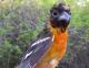 Thumbnail - MG2-1891-91351-Icterus_galbula_AOU_7_52-3765.jpg