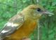 Thumbnail - MG2-1891-91409-Icterus_galbula_AOU_7_52-3735.jpg