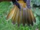 Thumbnail - MG2-1891-91461-Icterus_galbula_AOU_7_52-3756.jpg