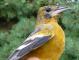 Thumbnail - MG2-1891-91461-Icterus_galbula_AOU_7_52-3757.jpg