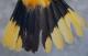 Thumbnail - MG2-1891-91604-Icterus_galbula_AOU_7_52-3776.jpg