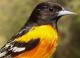 Thumbnail - MG2-1891-91604-Icterus_galbula_AOU_7_52-3777.jpg