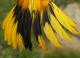 Thumbnail - MG2-1891-91608-Icterus_galbula_AOU_7_52-3753.jpg