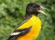 Thumbnail - MG2-1891-91608-Icterus_galbula_AOU_7_52-3754.jpg