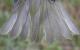 Thumbnail - MG2-1921-97922-Vireo_olivaceus_AOU_7_52-3713.jpg