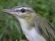 Thumbnail - MG2-1921-97922-Vireo_olivaceus_AOU_7_52-3714.jpg