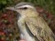 Thumbnail - MG2-1921-97923-Vireo_olivaceus_AOU_7_52-3720.jpg