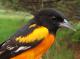 Thumbnail - MG2-1951-51390-Icterus_galbula_AOU_7_52-3780.jpg