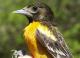 Thumbnail - MG2-1951-51414-Icterus_galbula_AOU_7_52-3789.jpg