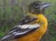 Thumbnail - MG2-1951-76683-Icterus_galbula_AOU_7_52-3783.jpg