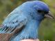 Thumbnail - MG2-2000-07567-Passerina_cyanea_AOU_7_52-3305.jpg