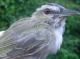 Thumbnail - MG2-2000-07588-Vireo_olivaceus_AOU_7_52-3723.jpg