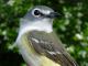 Thumbnail - MG2-2030-67550-Vireo_solitarius_AOU_7_52-3609.jpg