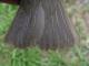 Thumbnail - MG2-2030-67555-Parkesia_noveboracensis_AOU_7_52-2638.jpg