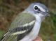 Thumbnail - MG2-2091-71844-Vireo_solitarius_AOU_7_52-3621.jpg