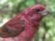 Thumbnail - MG2-2221-20754-Carpodacus_purpureus_AOU_7_52-3380.jpg