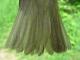 Thumbnail - MG2-2221-20768-Vireo_olivaceus_AOU_7_52-3728.jpg