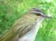 Thumbnail - MG2-2221-20768-Vireo_olivaceus_AOU_7_52-3729.jpg